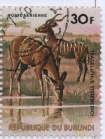 Colnect-1324-144-Greater-Kudu-Tragelaphus-strepsicerus.jpg