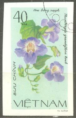Colnect-3821-060-Blue-Trumpet-Vine---Thunbergia-grandiflora.jpg