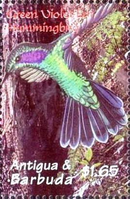 Colnect-4100-996-Green-violet-ear-hummingbird.jpg
