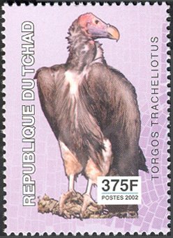 Colnect-2395-326-Lappet-faced-Vulture-Aegypius-tracheliotus.jpg