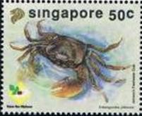 Colnect-1626-859-Johnson--s-Freshwater-Crab-Irmengardia-johnsoni.jpg