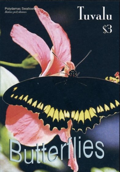 Colnect-2608-307-Polydamas-Swallowtail-Battus-polydamas.jpg