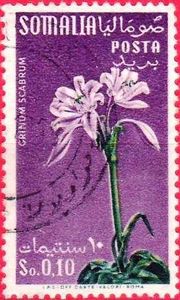 Colnect-1275-574-Flower-Amaryllidaceae.jpg