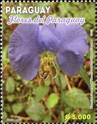 Colnect-2373-303-Flowers-from-Paraguay.jpg