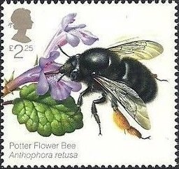 Colnect-2980-919-Potter-Flower-Bee-Anthophora-retusa.jpg