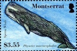 Colnect-1523-982-Sperm-Whale-Physeter-catodon.jpg