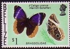 Colnect-455-121-Gold-edged-Owl-Butterfly-Caligo-uranus.jpg