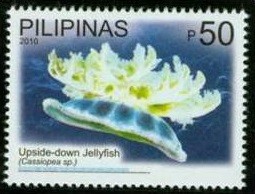 Colnect-1832-641-Upside-down-Jellyfish-Cassiopea-sp.jpg