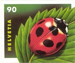 Colnect-527-437-Seven-spotted-Ladybird-Coccinella-septempunctata.jpg