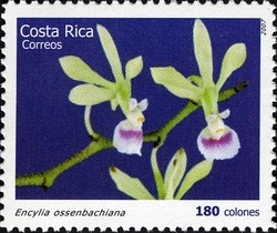 Colnect-1723-388-Encyclia-ossenbachiana.jpg