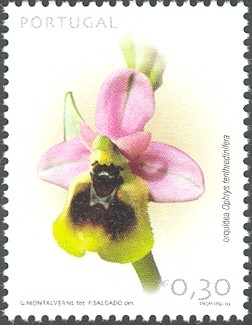 Colnect-568-025-Ophrys-tenthredinifera.jpg