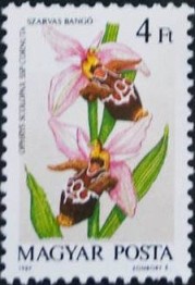 Colnect-605-479-Ophrys-scolopax-cornuta.jpg