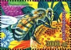Colnect-1097-778-Caucasian-Honey-Bee-Apis-mellifera-caucasica.jpg