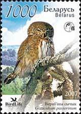 Colnect-191-651-Eurasian-Pygmy-owl-Glaucidium-passerinum.jpg