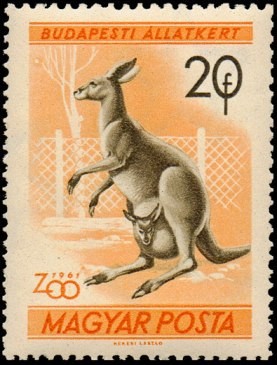 Colnect-812-896-Eastern-Grey-Kangaroo-Macropus-major.jpg