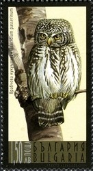 Colnect-962-164-Eurasian-Pygmy-Owl-Glaucidium-passerinum.jpg