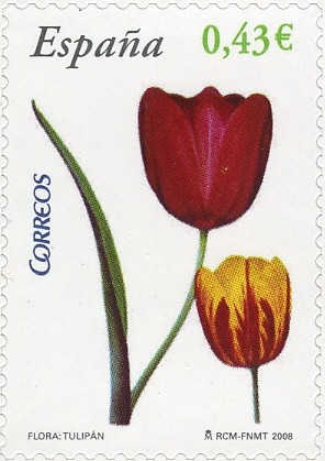Colnect-575-191-Tulip.jpg