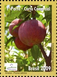 Colnect-411-617-Plums.jpg