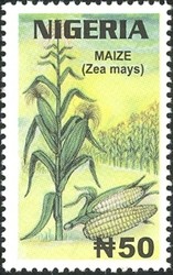 Colnect-905-899-Maize.jpg