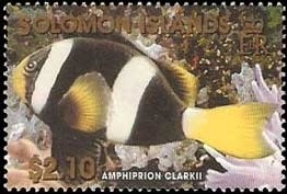 Clark--s-Anemonefish-Amphiprion-clarkii.jpg