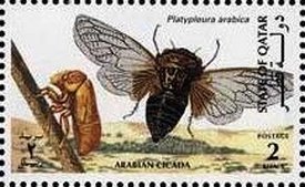 Colnect-3478-613-Arabian-cicada.jpg