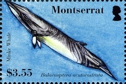 Colnect-1523-983-Minke-Whale-Balaenoptera-acutorostrata.jpg