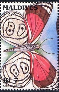 Colnect-2371-967-Eighty-eight-Butterfly-Callicore-lidwina.jpg
