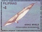Colnect-4946-460-Minke-Whale-Balaenoptera-acutorostrata.jpg