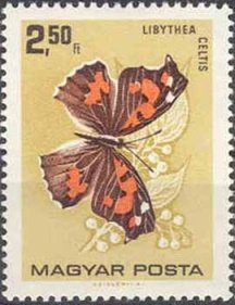 Colnect-508-148-Nettle-tree-Butterfly-Libythea-celtis.jpg