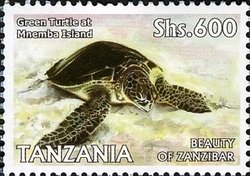 Colnect-1690-965-Green-Sea-Turtle-Chelonia-mydas-at-Mnemba-Island.jpg