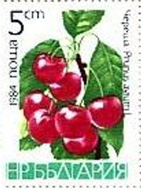 Colnect-1784-765-Sweet-Cherry-Prunus-avium.jpg