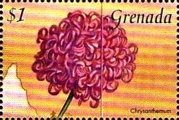 Colnect-4391-283-Chrysanthemum.jpg