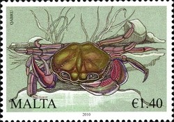 Colnect-658-053-Freshwater-Crab-Potamon-fluviatile.jpg