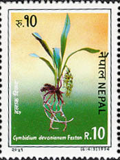 Colnect-1105-050-Orchids--Dendrobium-densiflorum.jpg