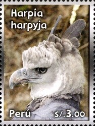 Colnect-2360-138-Harpy-Eagle-Harpia-harpyja.jpg
