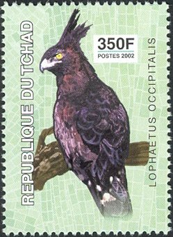Colnect-2395-319-Long-crested-Eagle-Lophaetus-occipitalis.jpg