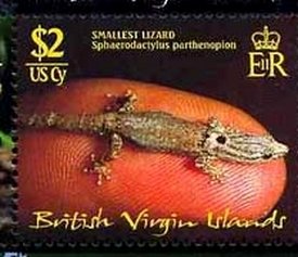 Colnect-3093-021-Virgin-Islands-Dwarf-Gecko-Sphaerodactylus-parthenopion.jpg
