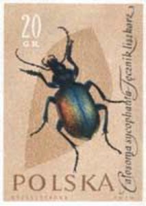 Colnect-450-698-Ground-beetle.jpg