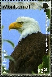 Colnect-1523-992-Bald-Eagle%C2%A0Haliae%C3%ABtus-leucocephalus.jpg
