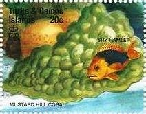 Colnect-5767-867-Mustard-hill-coral-shy-hamlet.jpg