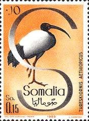 Colnect-1644-747-African-Sacred-Ibis-Threskiornis-aethiopicus.jpg