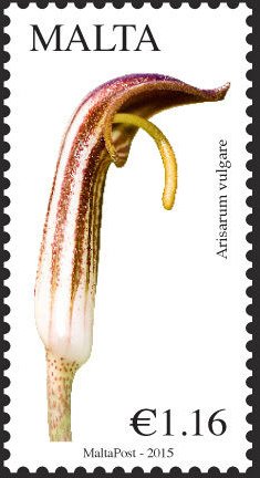 Colnect-2518-893-Friar-s-Cowl---Jack-in-the-pulpit%C2%A0--Arisarum-vulgare.jpg