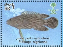 Colnect-1729-308-Whitespotted-Longfin-Plesiops-nigricans.jpg