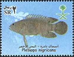 Colnect-1729-809-Whitespotted-Longfin-Plesiops-nigricans.jpg