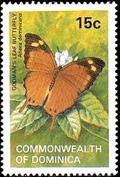 Colnect-1789-159-Godman-s-Leaf-Anaea-dominicana-.jpg