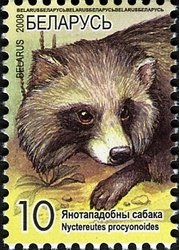 Colnect-411-552-Raccoon-Dog-Nyctereutes-procyonoides-.jpg