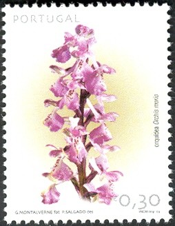 Colnect-568-016-Orchis-morio.jpg