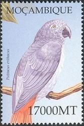 Colnect-1486-313-African-Grey-Parrot-Psittacus-erithacus.jpg