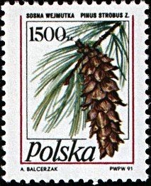 Colnect-3047-419-Pinus-strobus.jpg