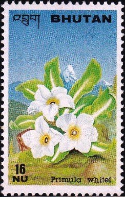 Colnect-3321-094-Primula-whitei.jpg